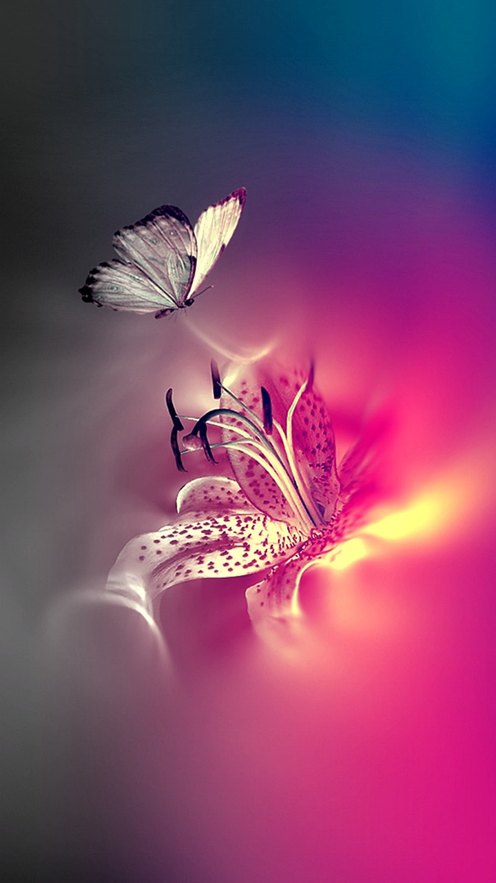 butterflies, pink, bug, butterflies, butterflies, butterflies, butterflies, butterflies